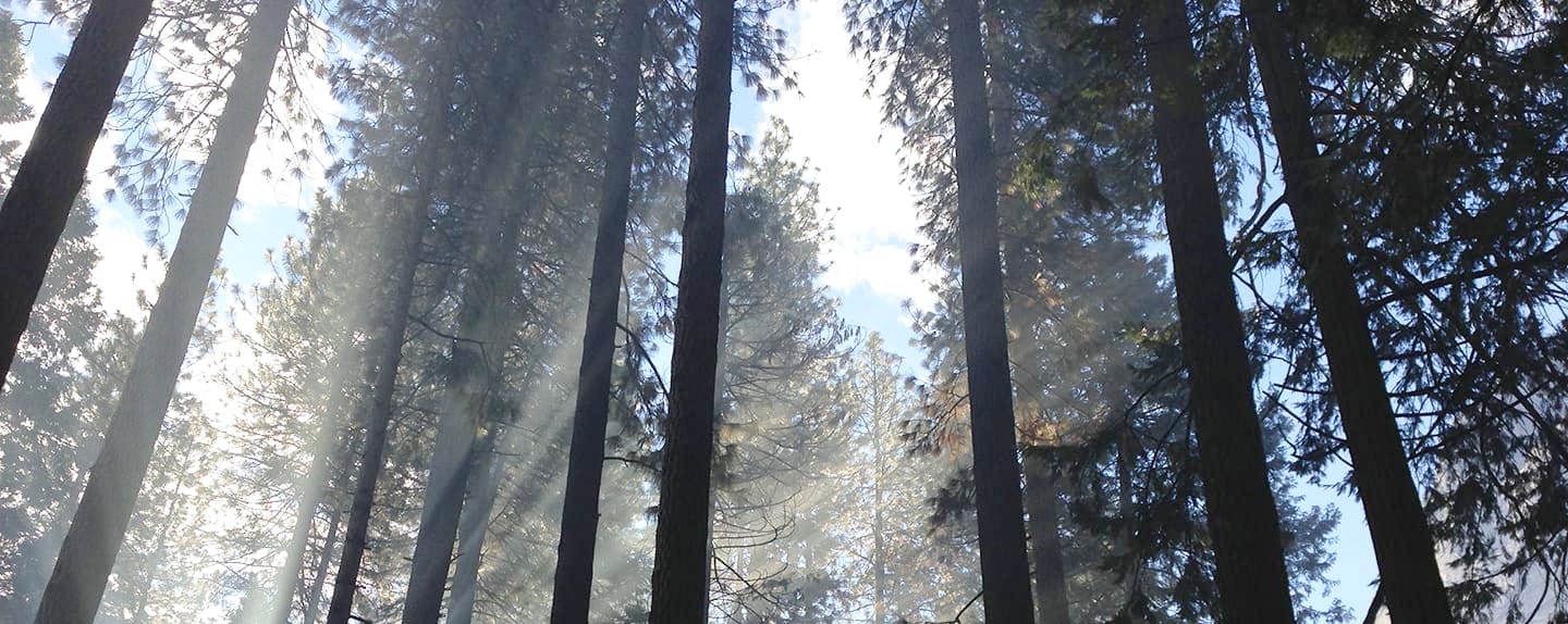 Tall trees in peaceful light